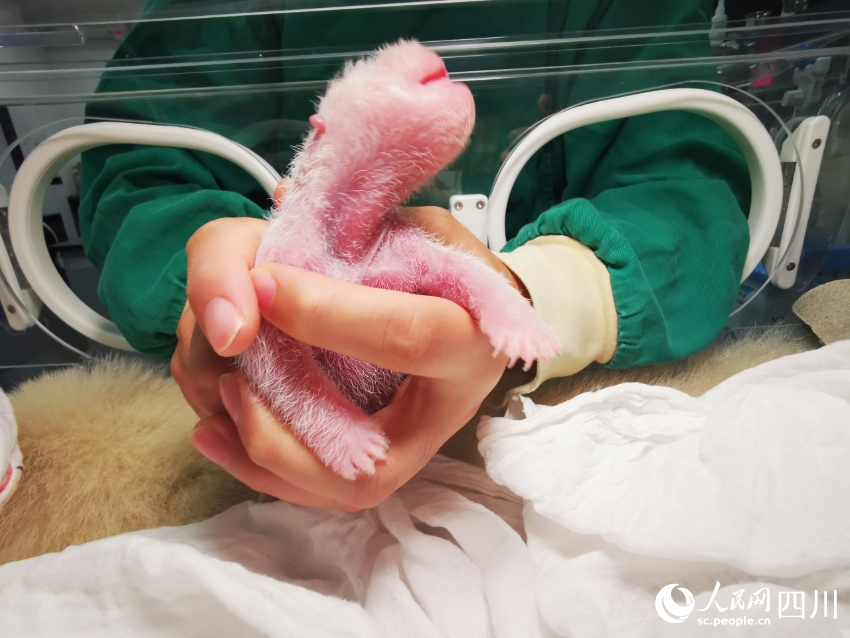 Giant panda gives birth to world’s heaviest captive panda cub in SW China’s Sichuan