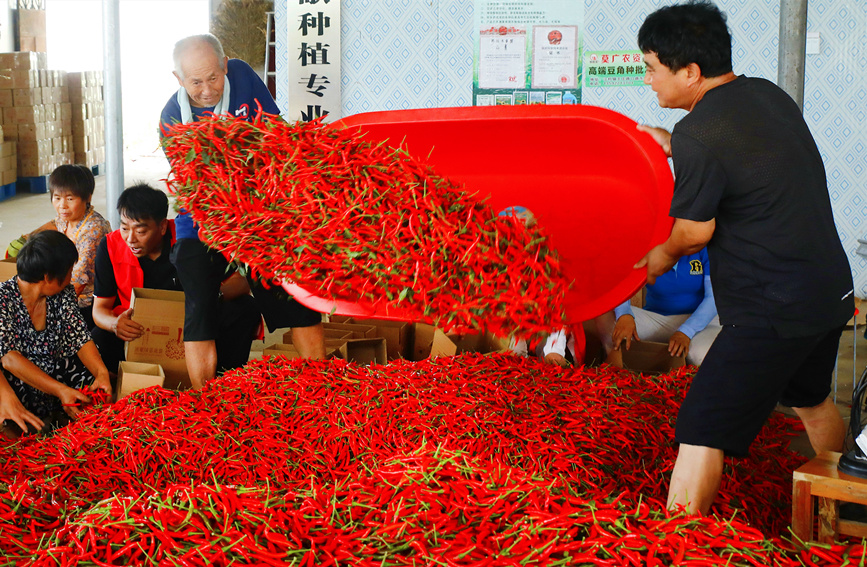 E-commerce helps promote agricultural products in central China’s Henan