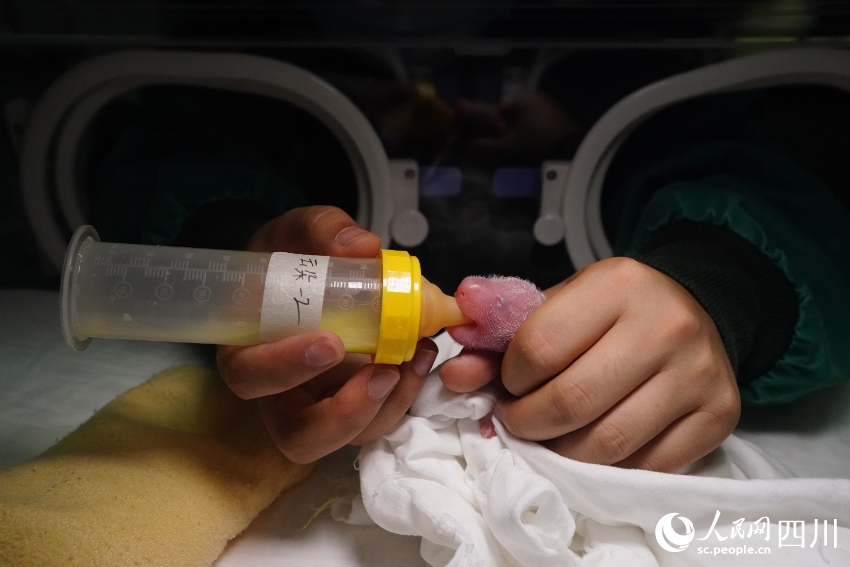 In pics: Say hello to panda cubs born in SW China’s Sichuan during Year of the Tiger