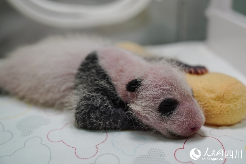 In pics: Say hello to panda cubs born in SW China’s Sichuan during Year of the Tiger