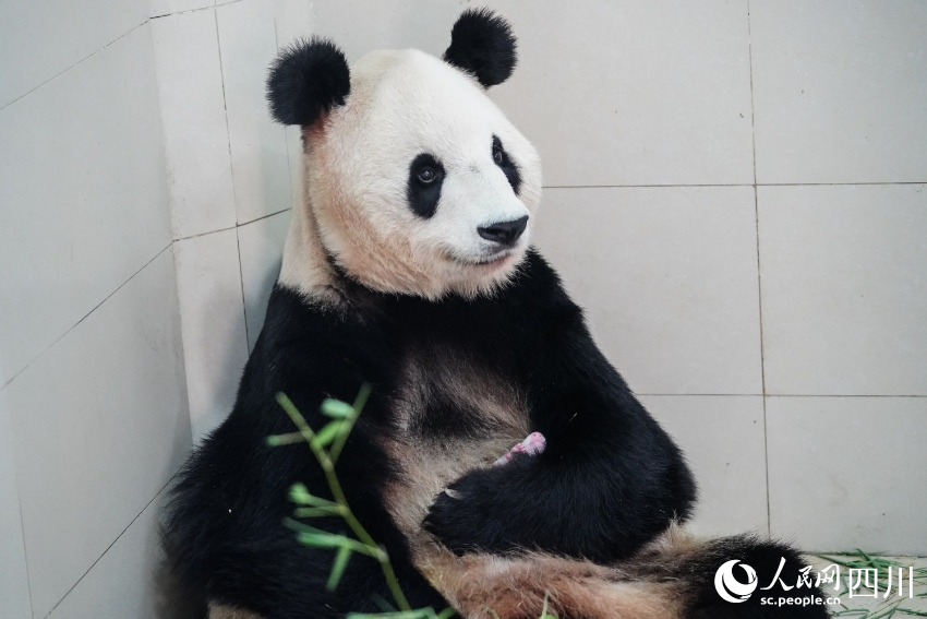 In pics: Say hello to panda cubs born in SW China’s Sichuan during Year of the Tiger