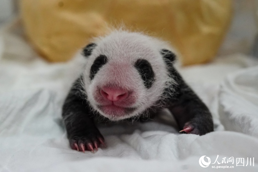 In pics: Say hello to panda cubs born in SW China’s Sichuan during Year of the Tiger