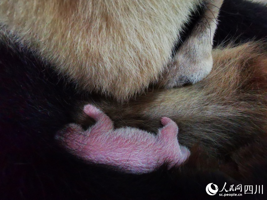 In pics: Say hello to panda cubs born in SW China’s Sichuan during Year of the Tiger