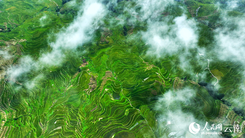 Thousand-year-old terraced fields appear like emeralds dotting mountains in SW China's Yunnan