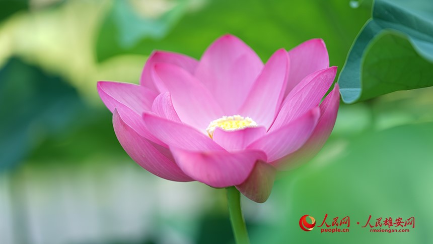 In pics: Baiyangdian Lake’s grand lotus garden in Xiong'an New Area springs to life with delicate blooms of colorful lotus flowers