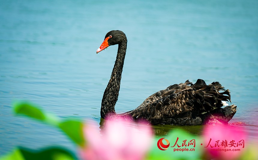 In pics: Baiyangdian Lake’s grand lotus garden in Xiong'an New Area springs to life with delicate blooms of colorful lotus flowers