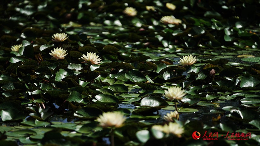 In pics: Baiyangdian Lake’s grand lotus garden in Xiong'an New Area springs to life with delicate blooms of colorful lotus flowers