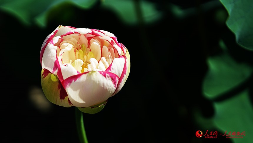 In pics: Baiyangdian Lake’s grand lotus garden in Xiong'an New Area springs to life with delicate blooms of colorful lotus flowers