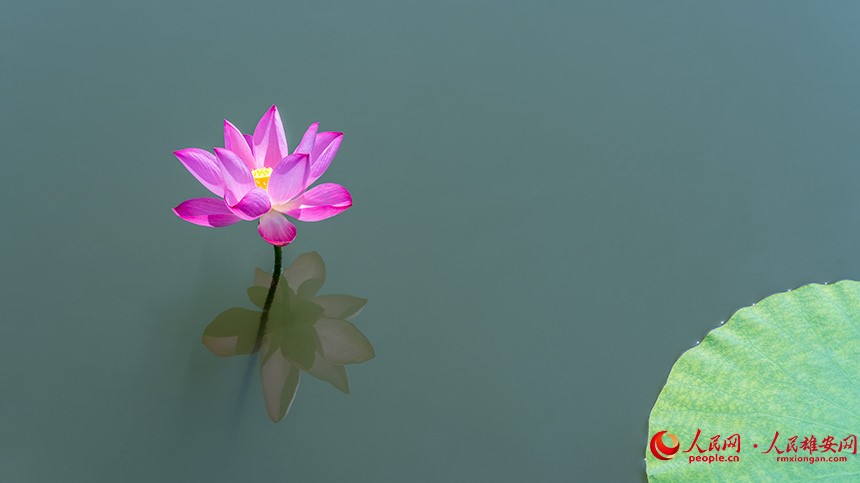 In pics: Baiyangdian Lake’s grand lotus garden in Xiong'an New Area springs to life with delicate blooms of colorful lotus flowers