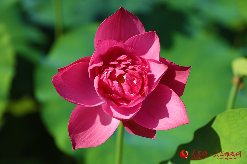 In pics: Baiyangdian Lake’s grand lotus garden in Xiong'an New Area springs to life with delicate blooms of colorful lotus flowers