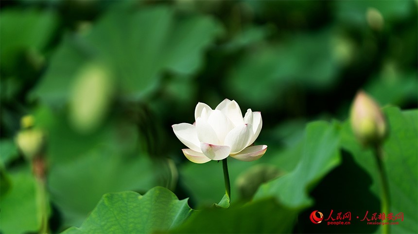 In pics: Baiyangdian Lake’s grand lotus garden in Xiong'an New Area springs to life with delicate blooms of colorful lotus flowers