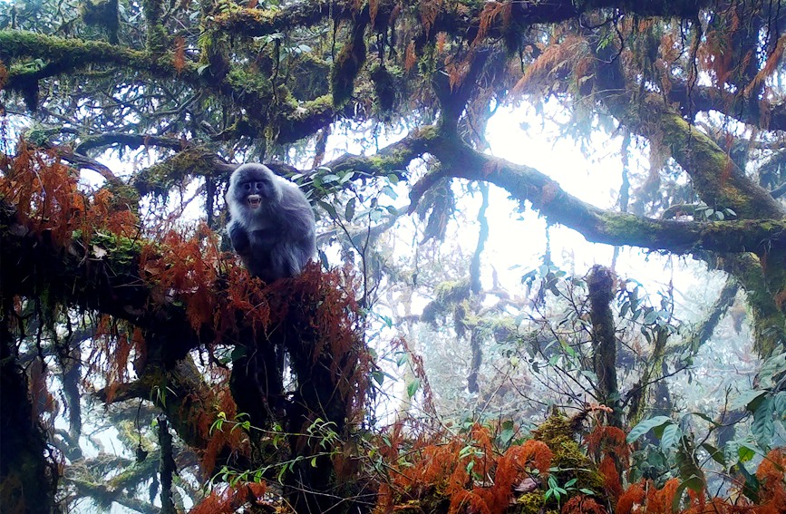 Two rare monkey species live in harmony atop one tree in SW China's Yunnan