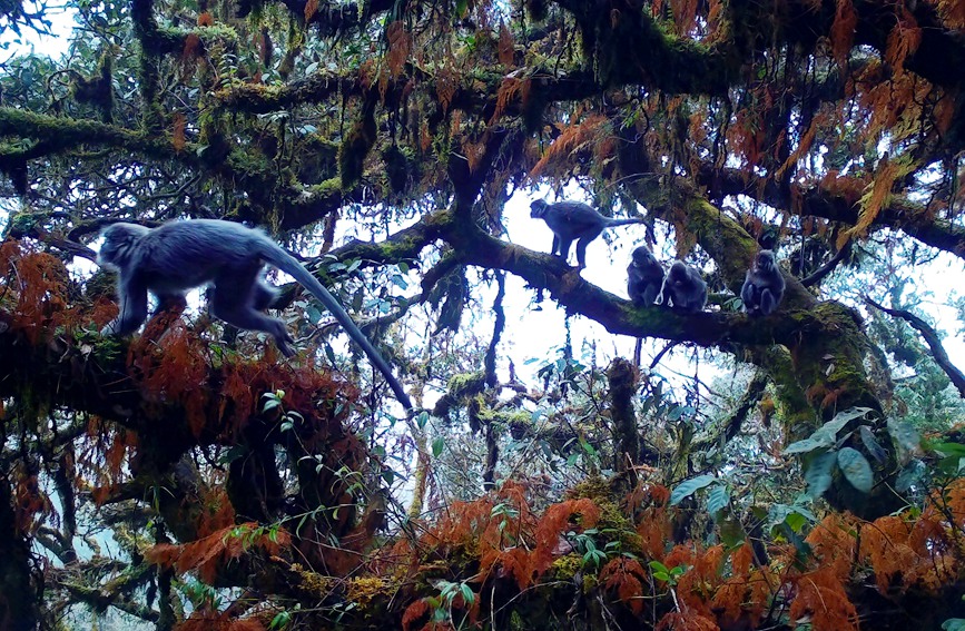 Two rare monkey species live in harmony atop one tree in SW China's Yunnan