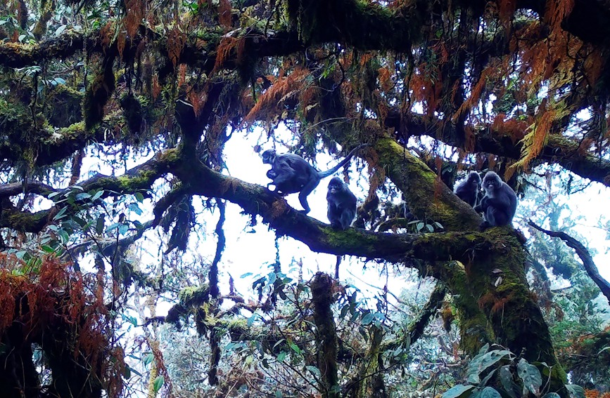 Two rare monkey species live in harmony atop one tree in SW China's Yunnan