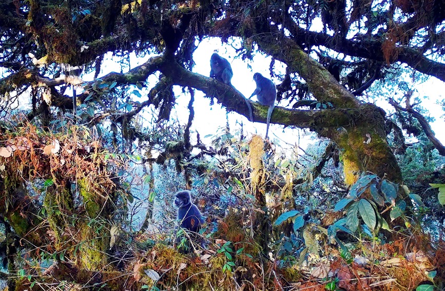 Two rare monkey species live in harmony atop one tree in SW China's Yunnan