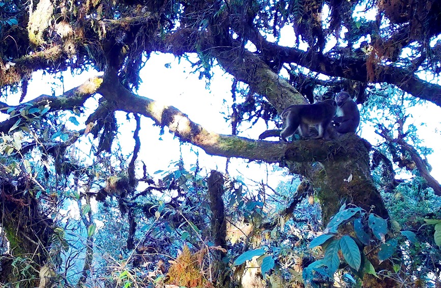 Two rare monkey species live in harmony atop one tree in SW China's Yunnan