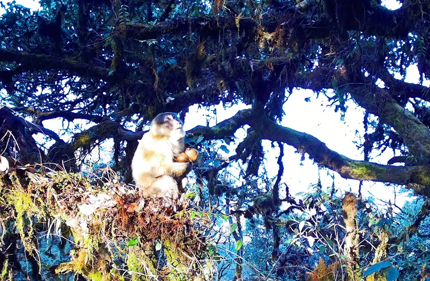 Two rare monkey species live in harmony atop one tree in SW China's Yunnan