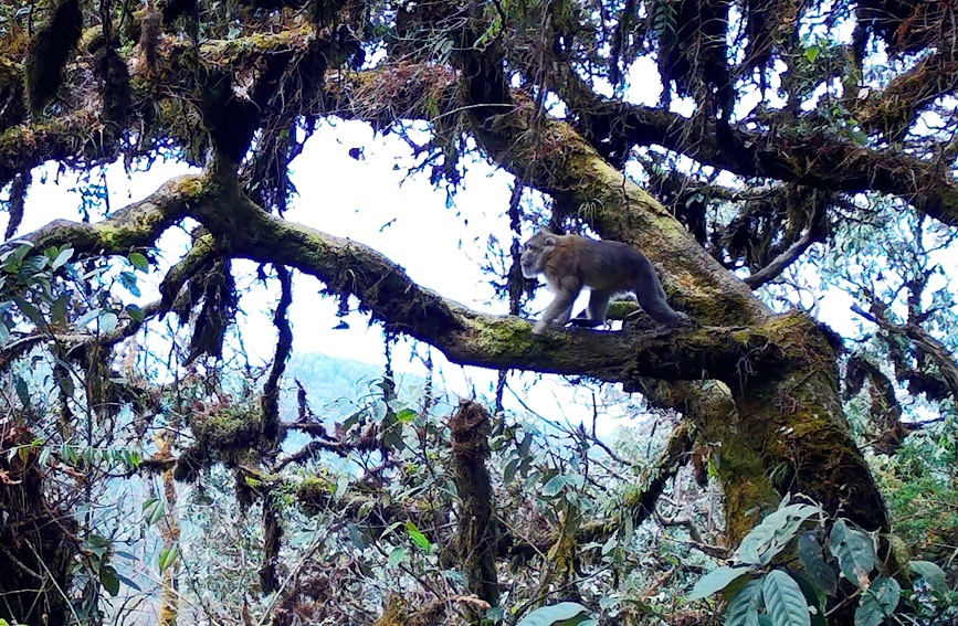 Two rare monkey species live in harmony atop one tree in SW China's Yunnan