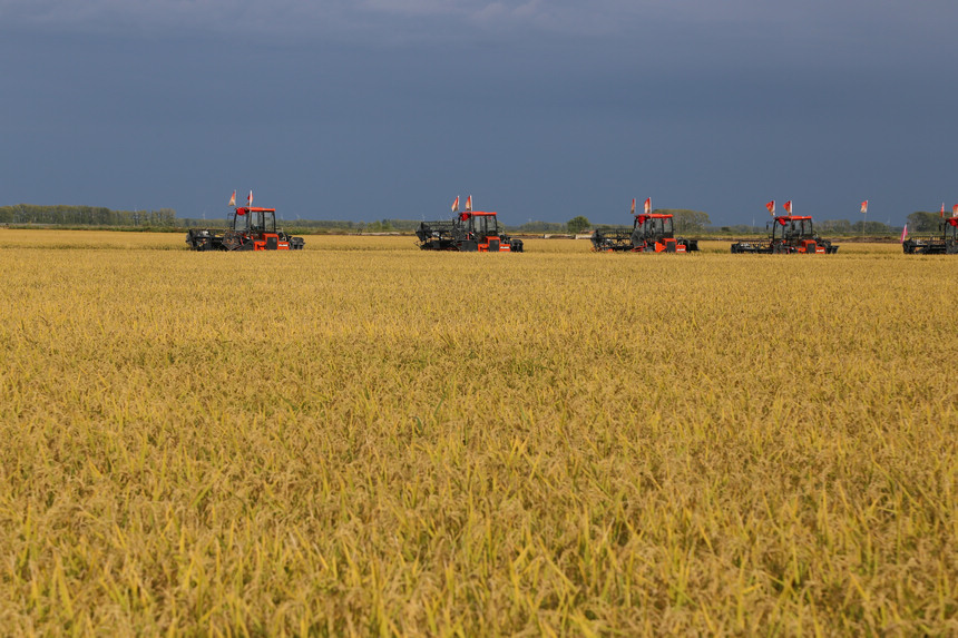 Farmers deploy harvesters to reap rice fields in NE China's Heilongjiang as autumn harvest season approaches