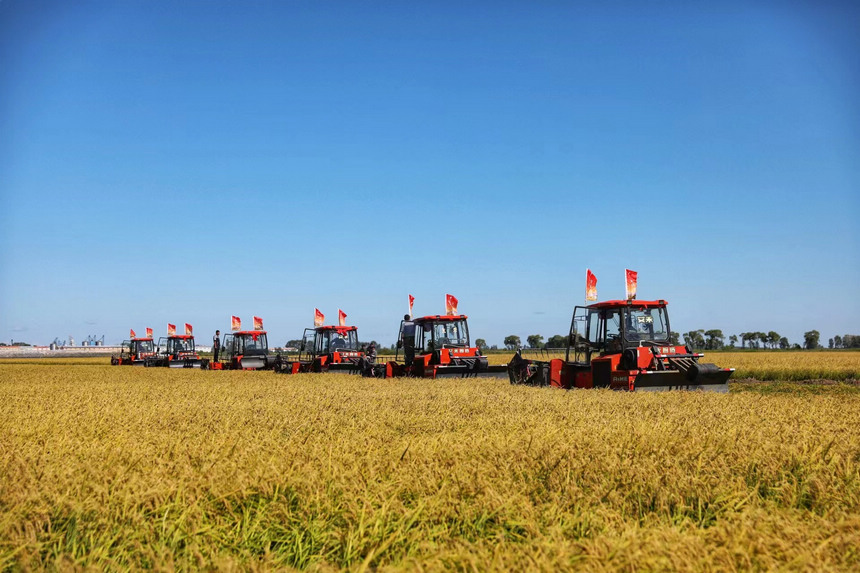 Farmers deploy harvesters to reap rice fields in NE China's Heilongjiang as autumn harvest season approaches