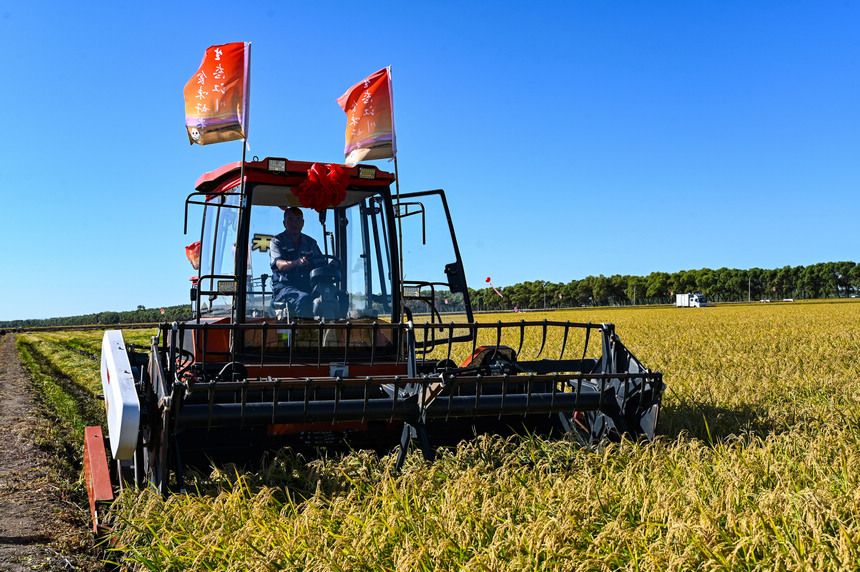 Farmers deploy harvesters to reap rice fields in NE China's Heilongjiang as autumn harvest season approaches