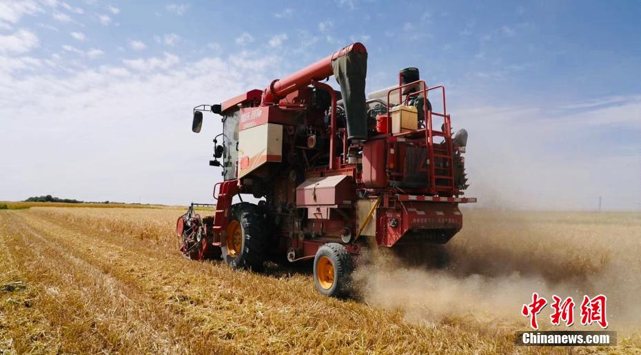 County in NW China's Qinghai embraces bumper harvest for multiple crops