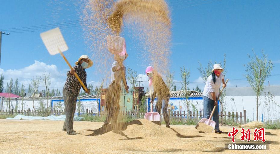 County in NW China's Qinghai embraces bumper harvest for multiple crops