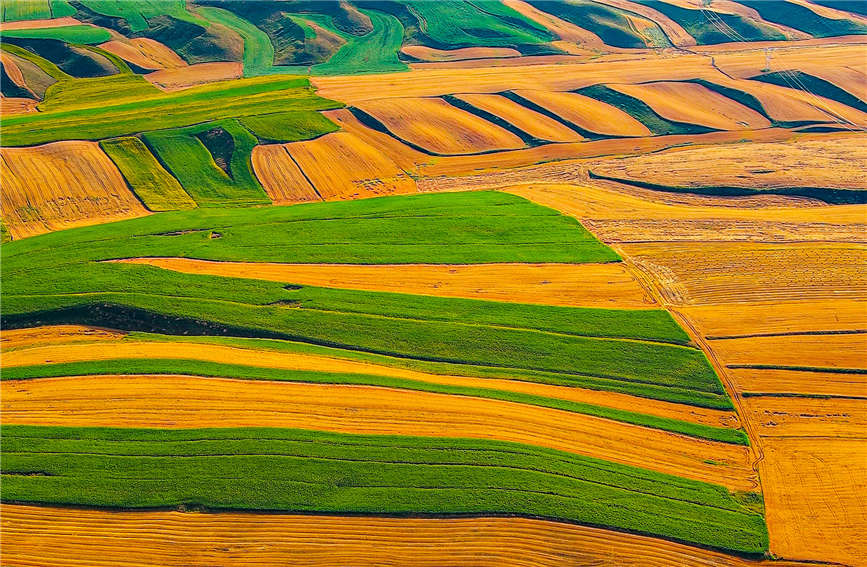 Harvest season turns farmlands into colorful palette in China's Xinjiang