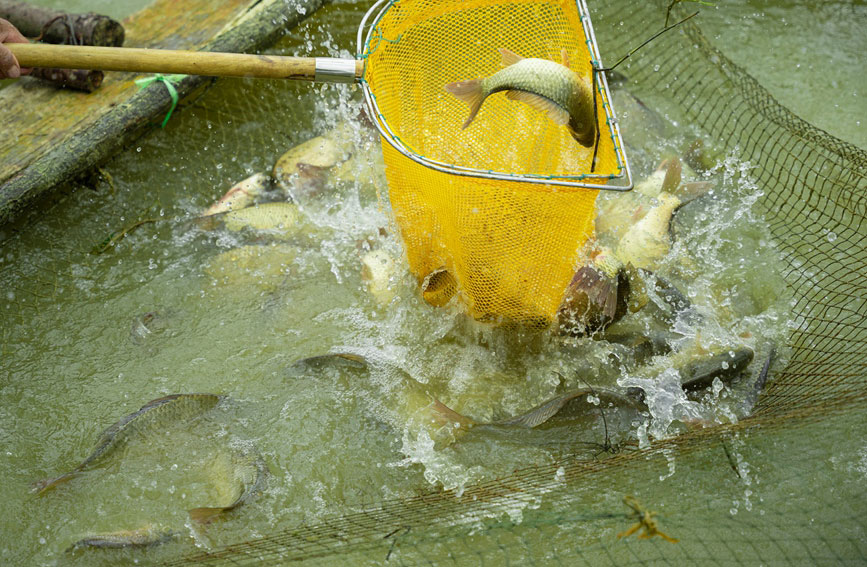 Villagers in SW China's Yunnan harvest fish in paddy fields