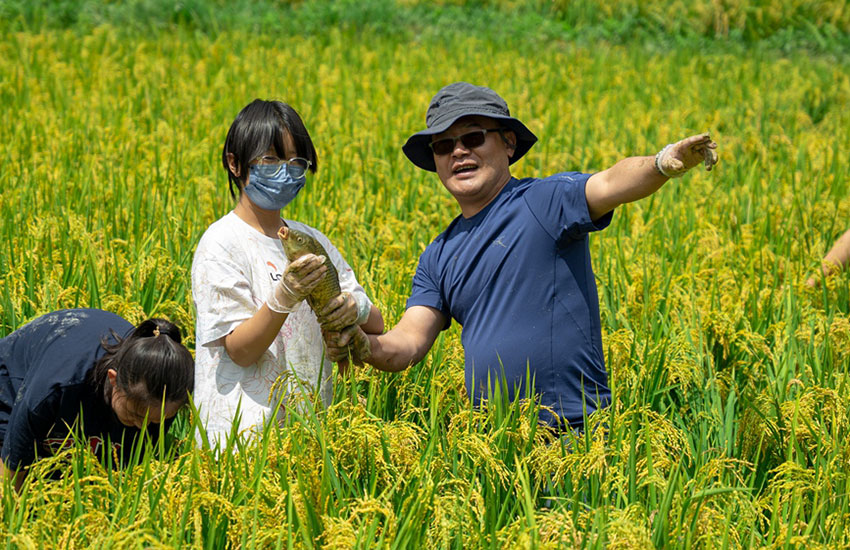 Villagers in SW China's Yunnan harvest fish in paddy fields