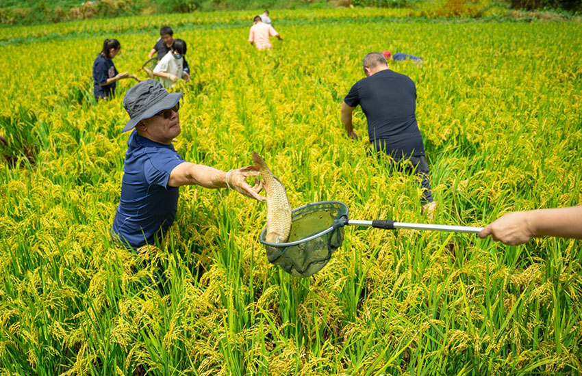 Villagers in SW China's Yunnan harvest fish in paddy fields