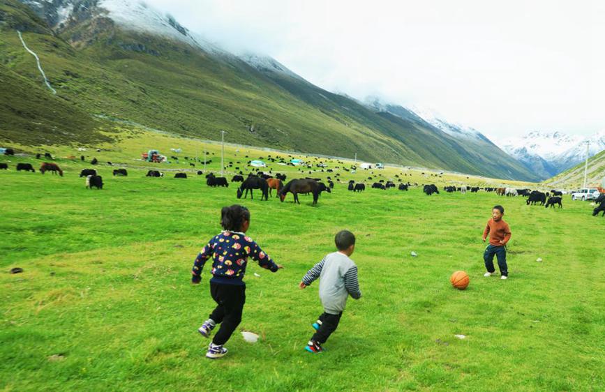 Herdsmen in SW China's Xizang transfer livestock to autumn pastures