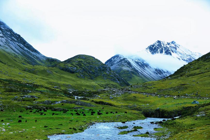 Herdsmen in SW China's Xizang transfer livestock to autumn pastures