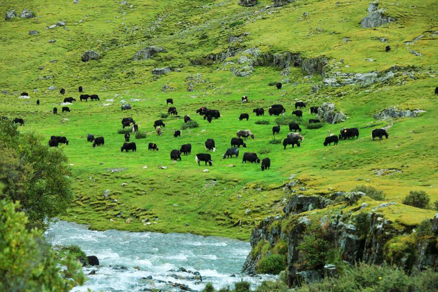 Herdsmen in SW China's Xizang transfer livestock to autumn pastures