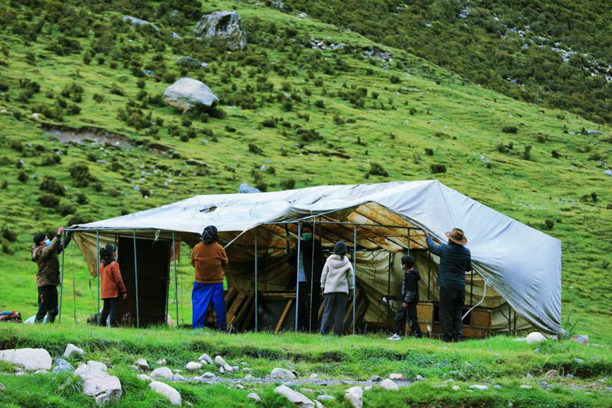 Herdsmen in SW China's Xizang transfer livestock to autumn pastures