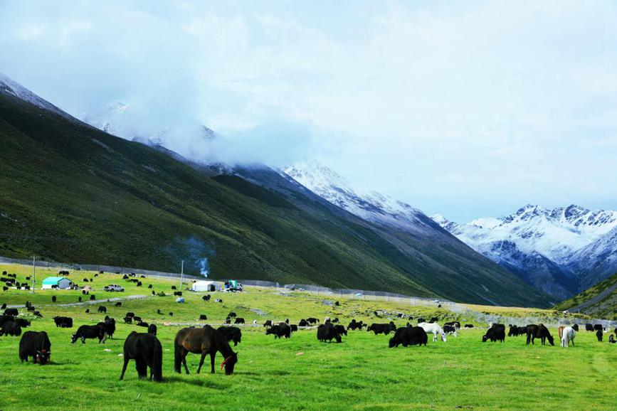 Herdsmen in SW China's Xizang transfer livestock to autumn pastures