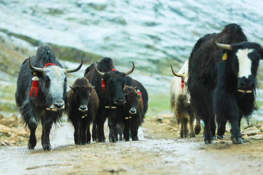 Herdsmen in SW China's Xizang transfer livestock to autumn pastures