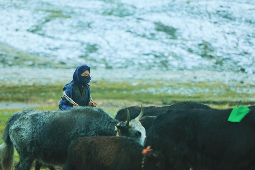 Herdsmen in SW China's Xizang transfer livestock to autumn pastures