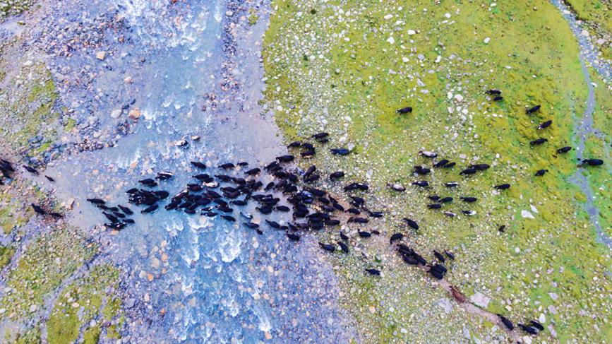 Herdsmen in SW China's Xizang transfer livestock to autumn pastures