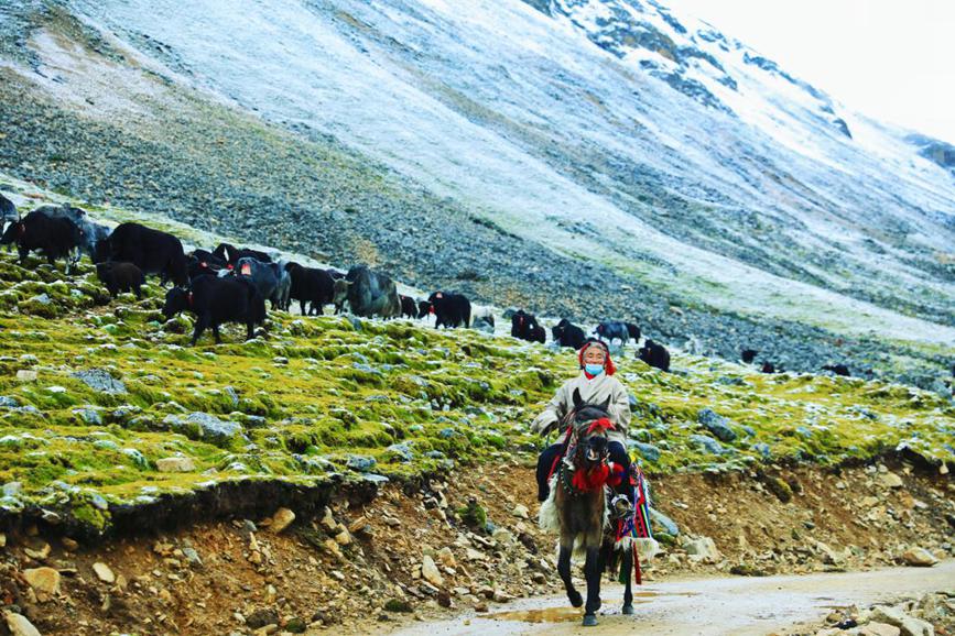 Herdsmen in SW China's Xizang transfer livestock to autumn pastures