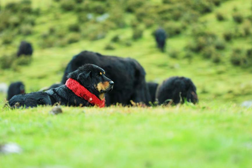 Herdsmen in SW China's Xizang transfer livestock to autumn pastures