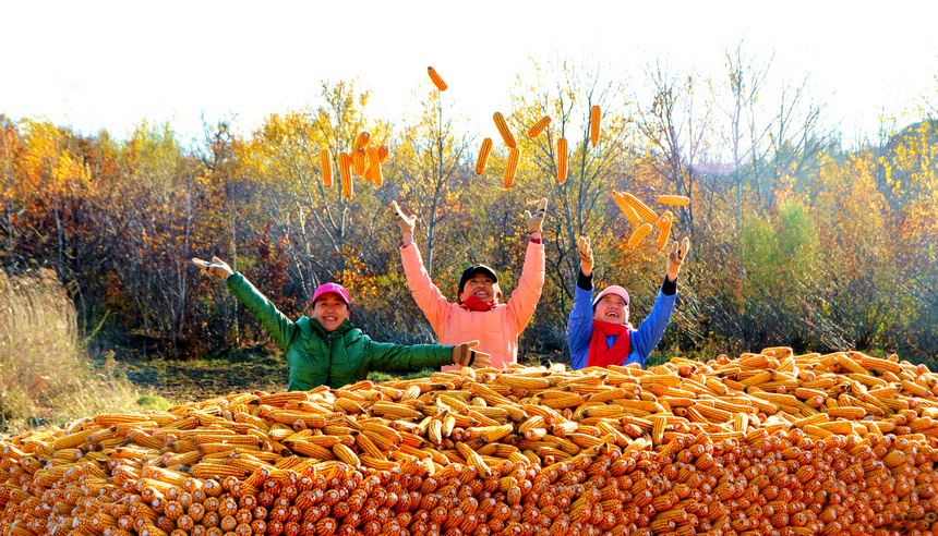 Beidahuang in NE China embraces bumper harvest