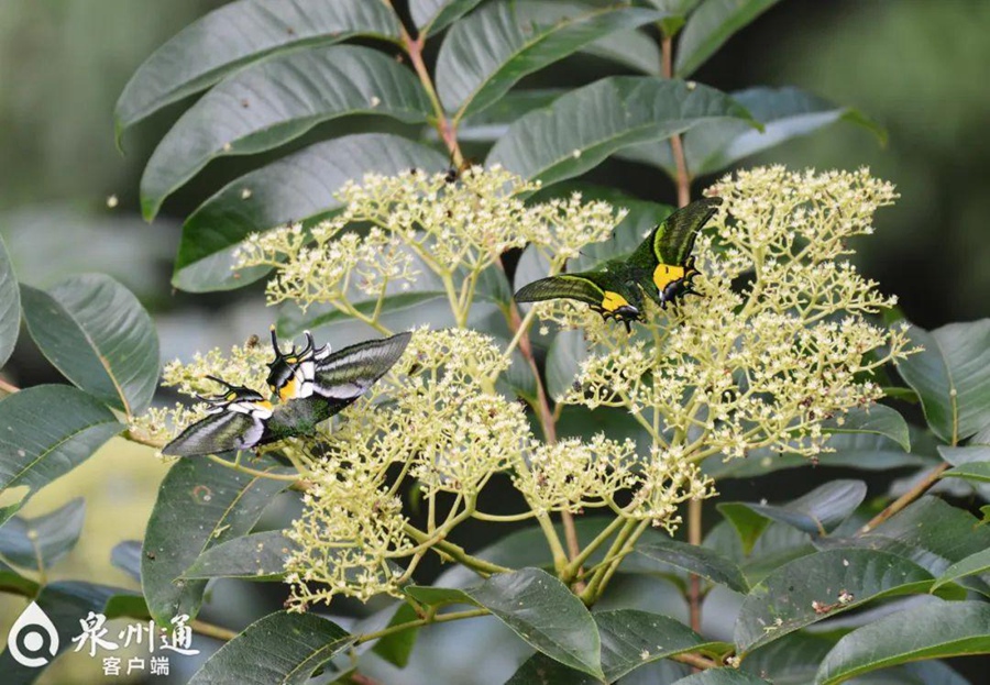 Seven extremely rare golden Kaiser-i-Hind butterflies spotted simultaneously at nature reserve in SE China's Fujian