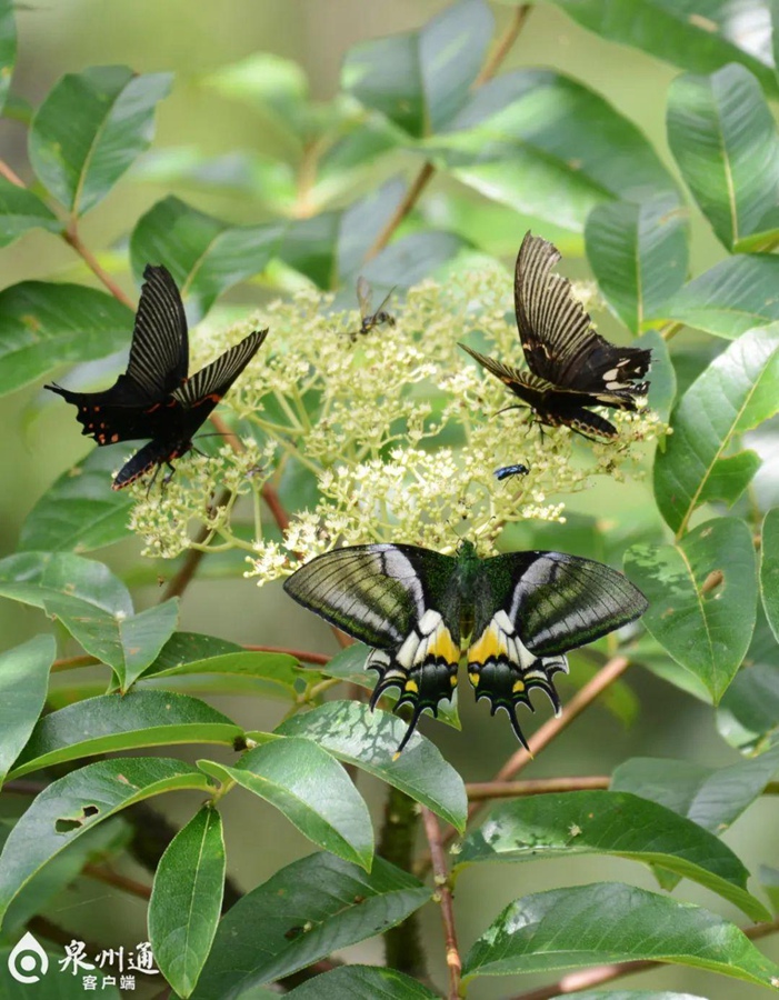 Seven extremely rare golden Kaiser-i-Hind butterflies spotted simultaneously at nature reserve in SE China's Fujian