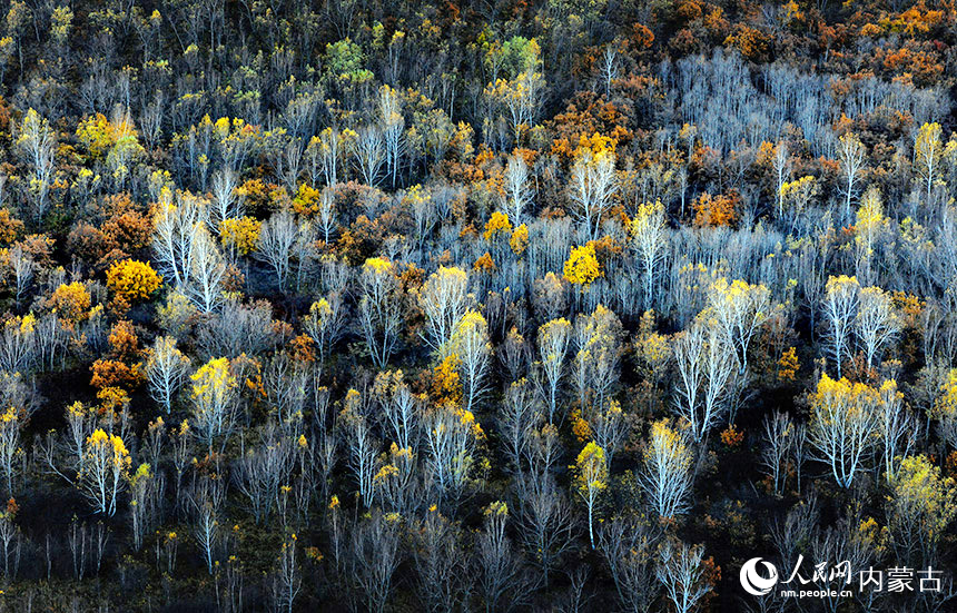 In pics: autumn scenery of Arxan city in Inner Mongolia