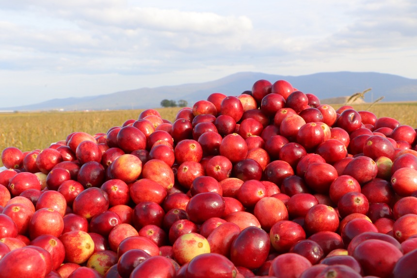 Largest cranberry planting base in China enters harvest season