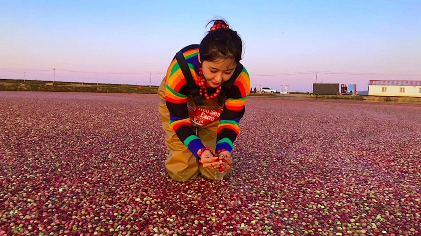 Largest cranberry planting base in China enters harvest season