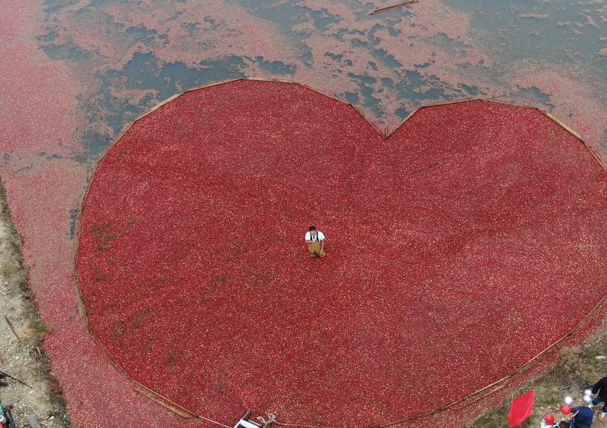 Largest cranberry planting base in China enters harvest season