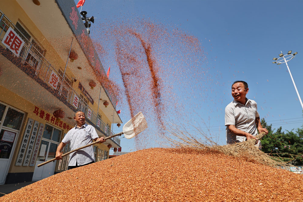Bumper harvests bring big smiles to farmers across China