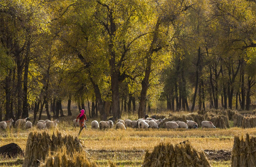 Splendid autumn scenery of Qilian Mountains in NW China